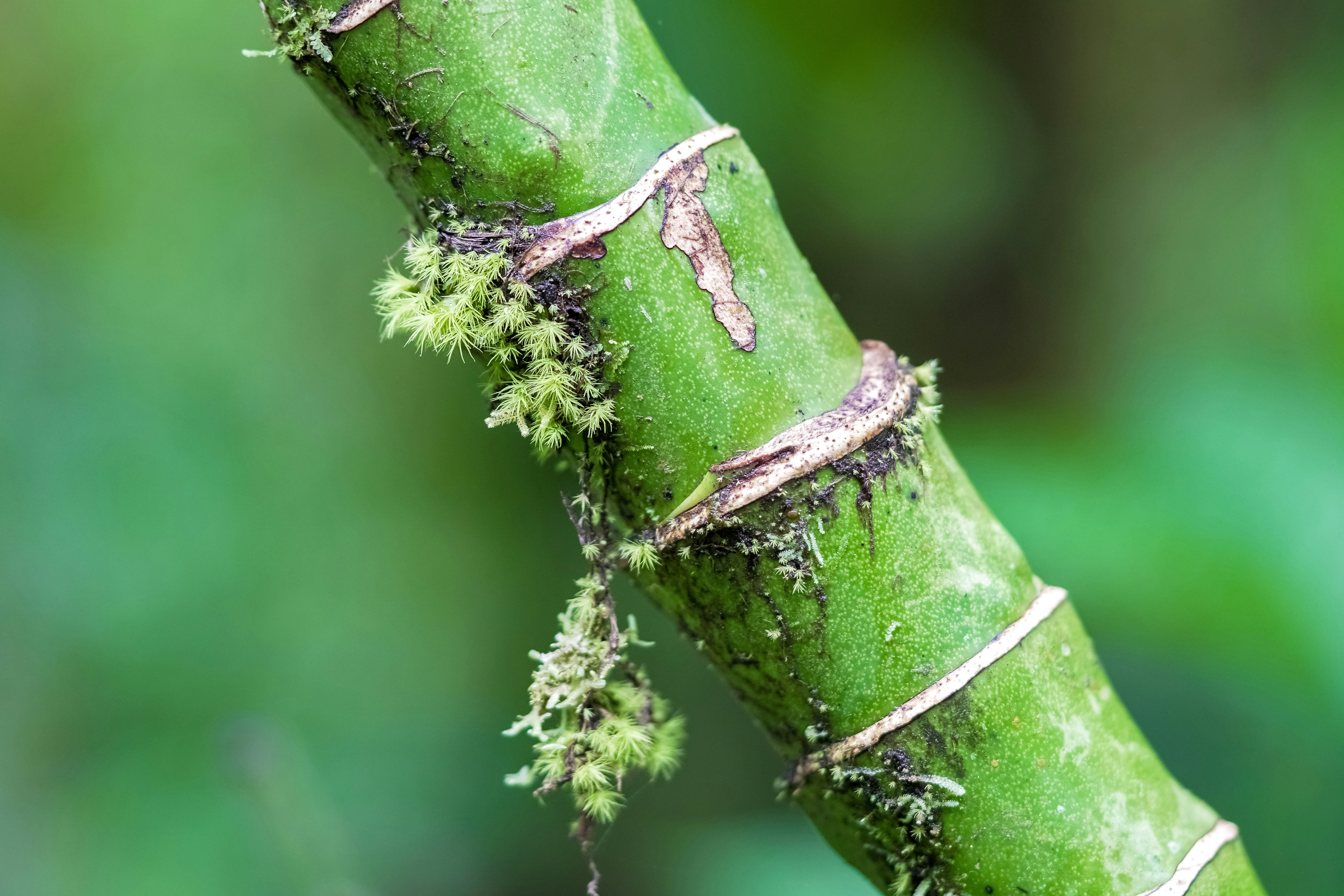 green and brown wood branch